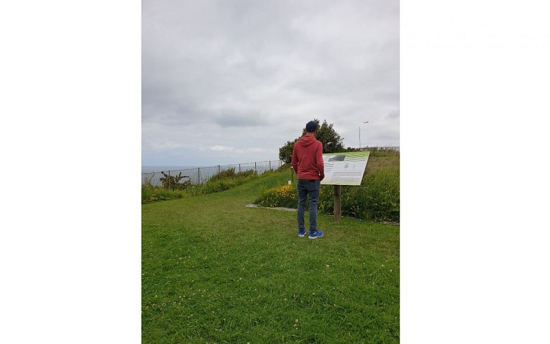 plantes des falaises_TS_1440x900