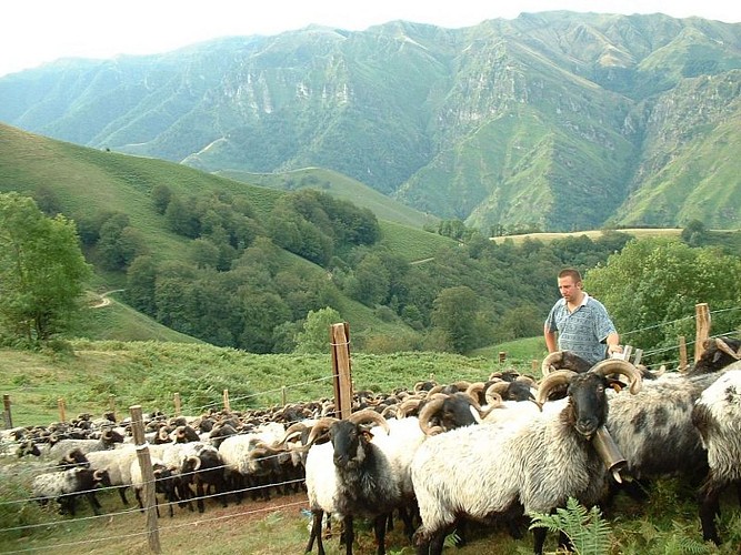 Cayolar Ipaskoa - troupeau en estive - Behorleguy