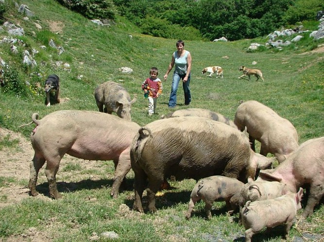 Cayolar Ipaskoa - porcs basques - Behorleguy