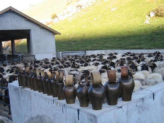 Cayolar Ipaskoa - brebis cayolar - Behorleguy