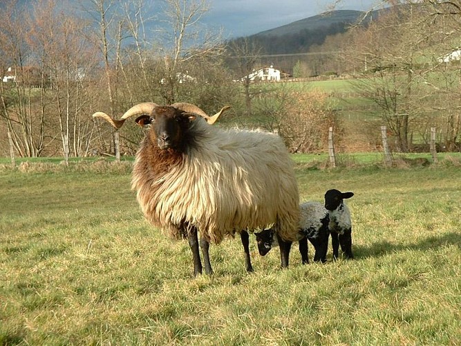 Cayolar Ipaskoa - brebis race locale - Behorleguy