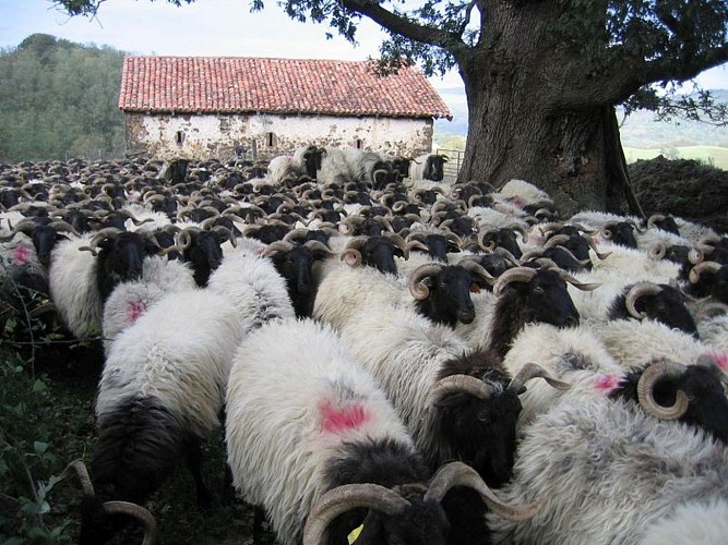 Cayolar Ipaskoa - troupeau de brebis - Behorleguy