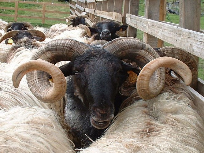 Cayolar Ipaskoa - brebis manech tête noire - Behorleguy