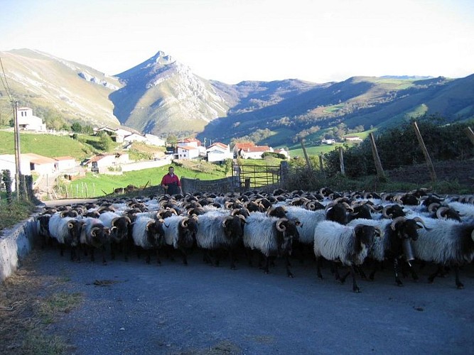 Cayolar Ipaskoa - descente transhumance - Behorleguy