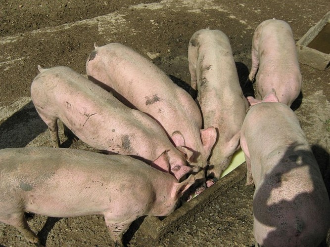 Ferme Bachoc - 64120 Suhescun (1)