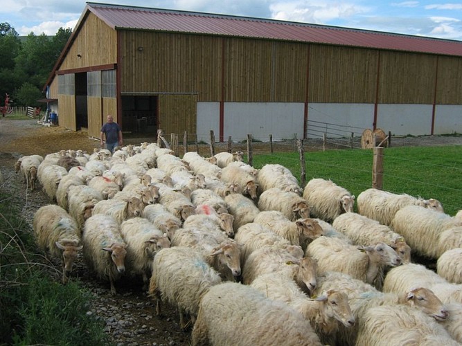 Ferme Bachoc - 64120 Suhescun (3)