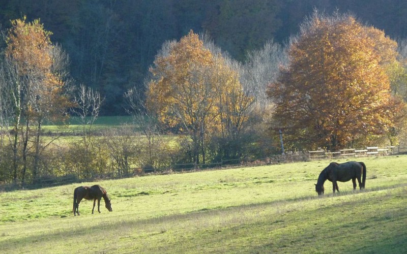 2014-Le-rucher-du-Mourle - - 4-ok