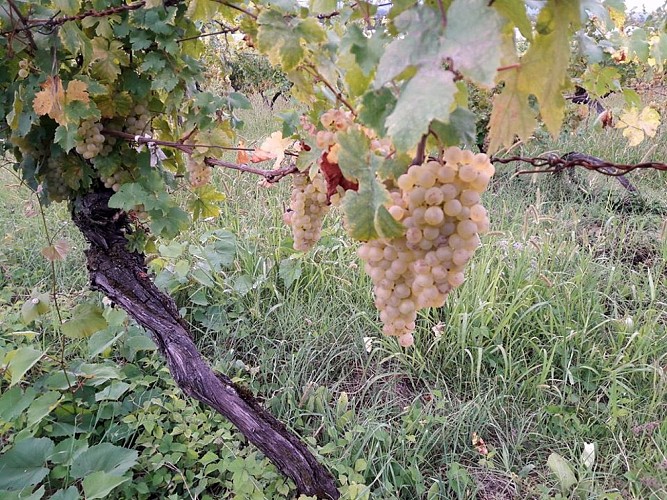 domaine-de-pichon-5-2