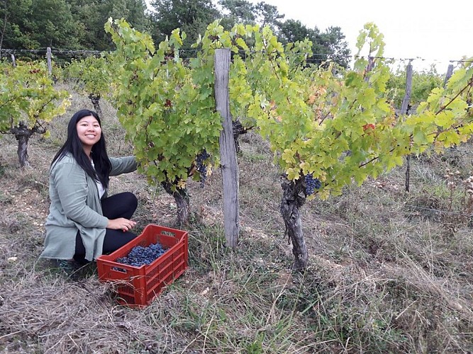 ecole-vin-de-pichon-2