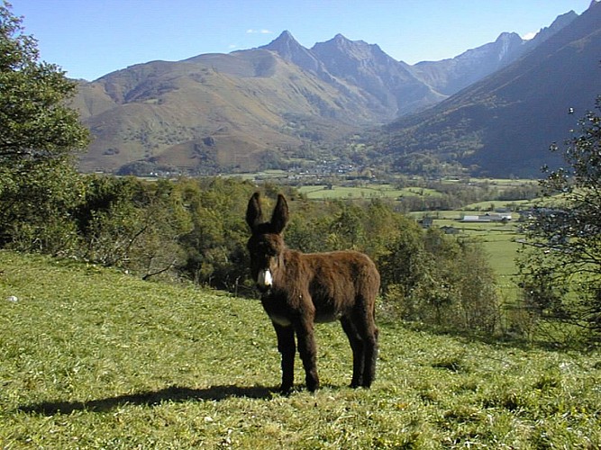 Randonnée avec un âne en vallée d'Aspe