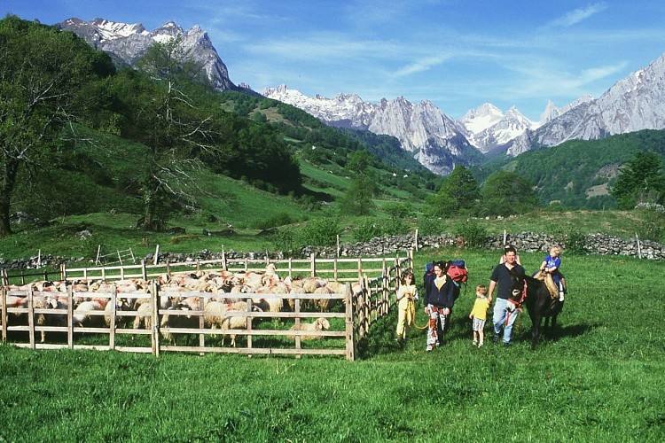 Randonnée famille avec un âne en vallée d'Aspe