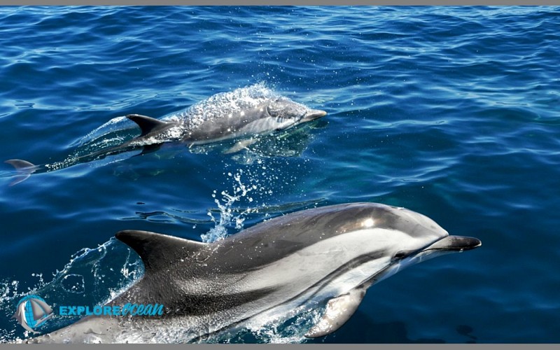 cote-basque2-2-1440x900