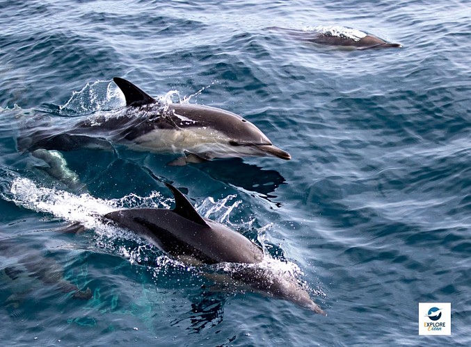 Explore-Ocean-dauphins-cote-basque-2 (1)
