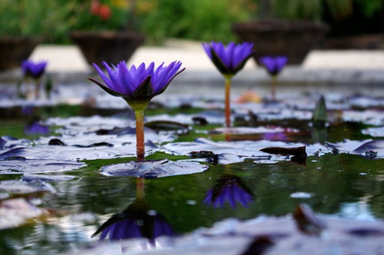 cclt_res_lemarliacea_zanzibar