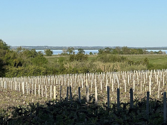 MAISON JEROBOAM_Vue estuaire