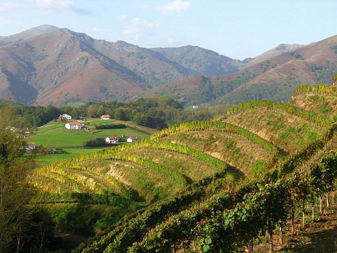 Idiratekoborda-vue vignes-St Etienne de Baigorry
