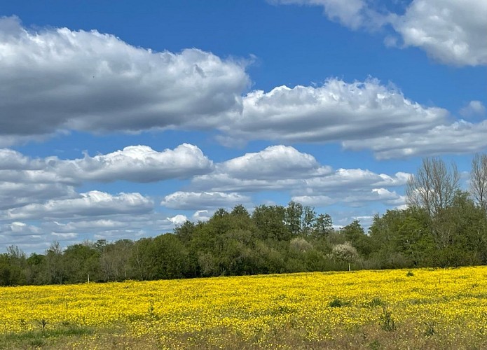 paysage fleurs jaunes