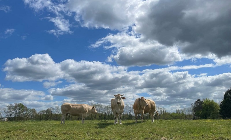 paysage vaches