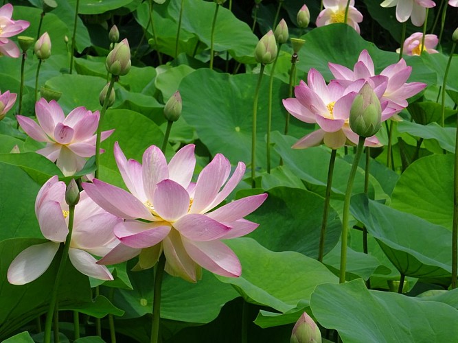 STJU_Vieuxmoulin_nenupharTS