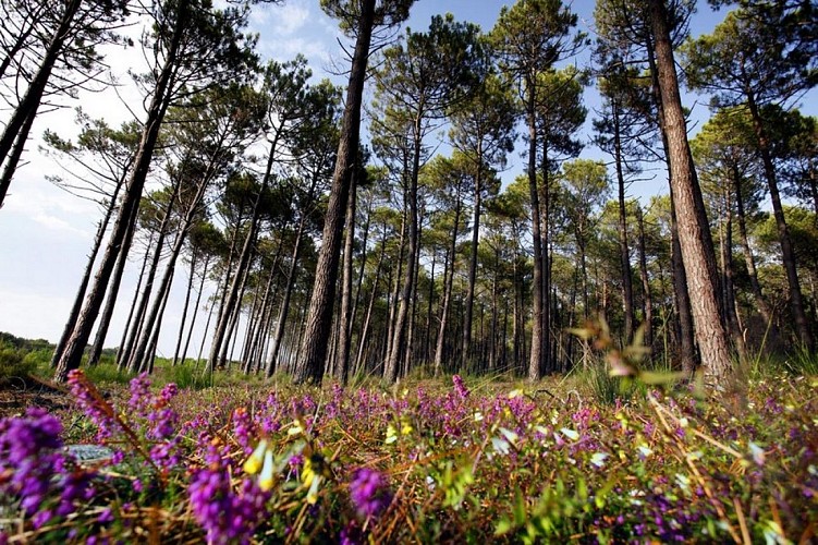 foret-bisca-landes-de-gascogne