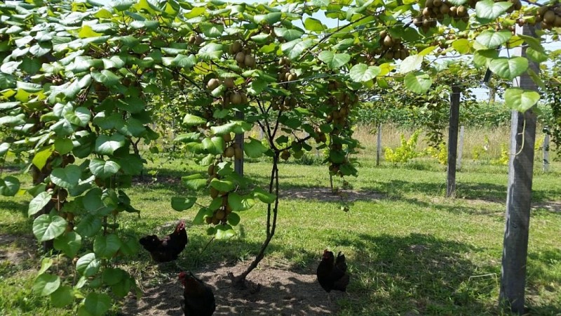 Seddiki_Labenne_LandesAtlantiqueSud4