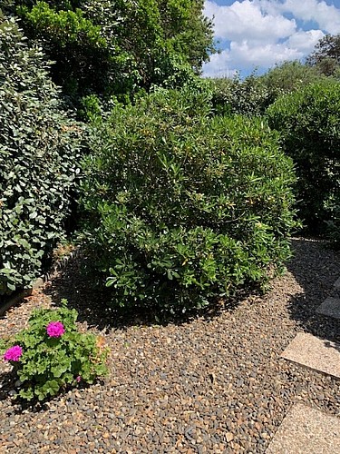 2023_cerantola_colibri2 (Copier)