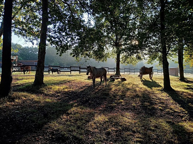 amadeus (5) (Copier)