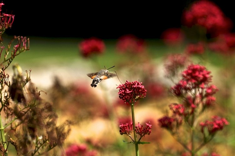 jardin grotte de Villars2
