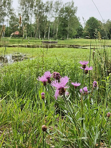 aire-de-pique-nique-menestreau-en-villette-etangs-du-cugnou-nature