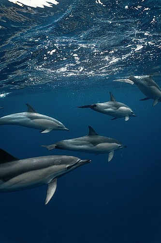 Apex Cetasea - OTI LAS