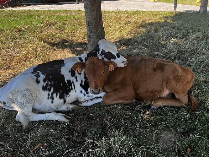 Ferme pédagogique de Zellen