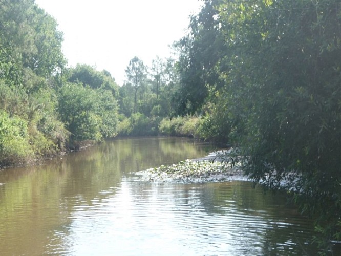 Go And Surf Attitude Stand Up