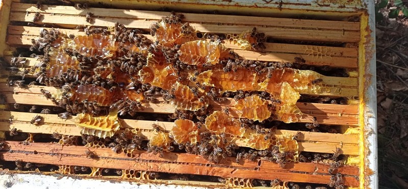 Devillac_L'Or du Périgord (4)