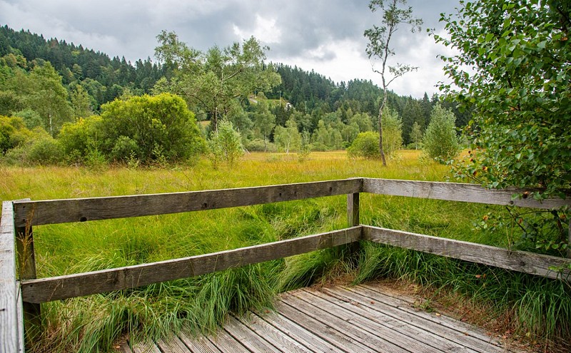 LA TOURBIÈRE DU GRAND ÉTANG - MOOR