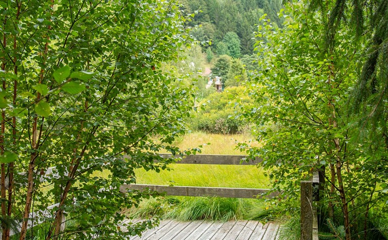 La tourbière du Grand Etang
