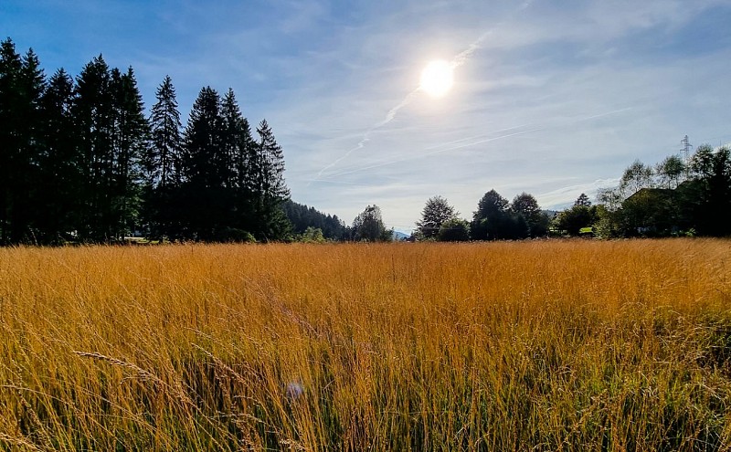 La tourbière du Grand Etang