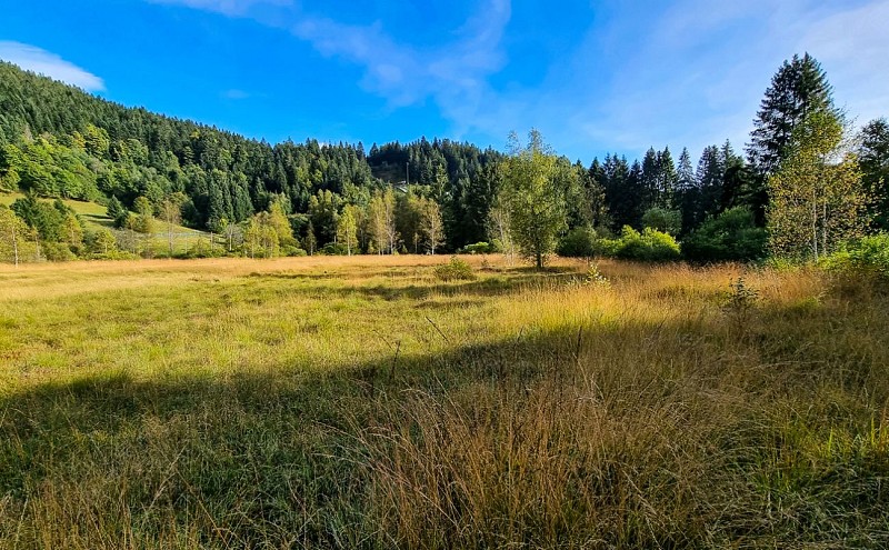 La tourbière du grand étang - veen