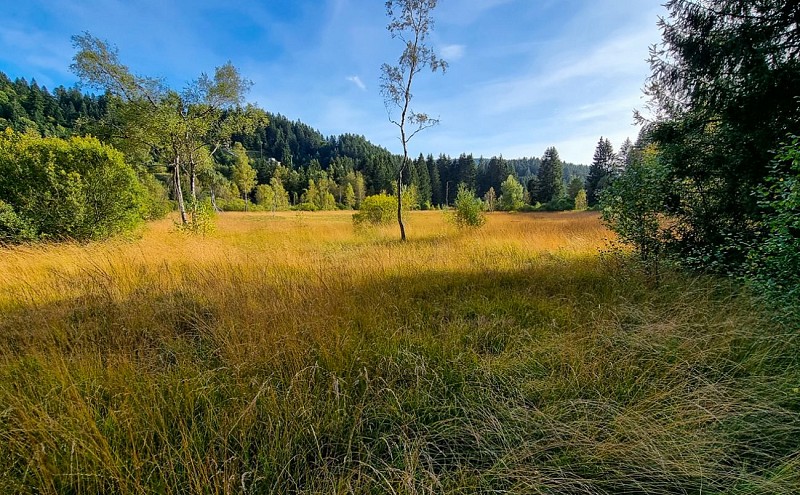 La tourbière du grand étang - veen