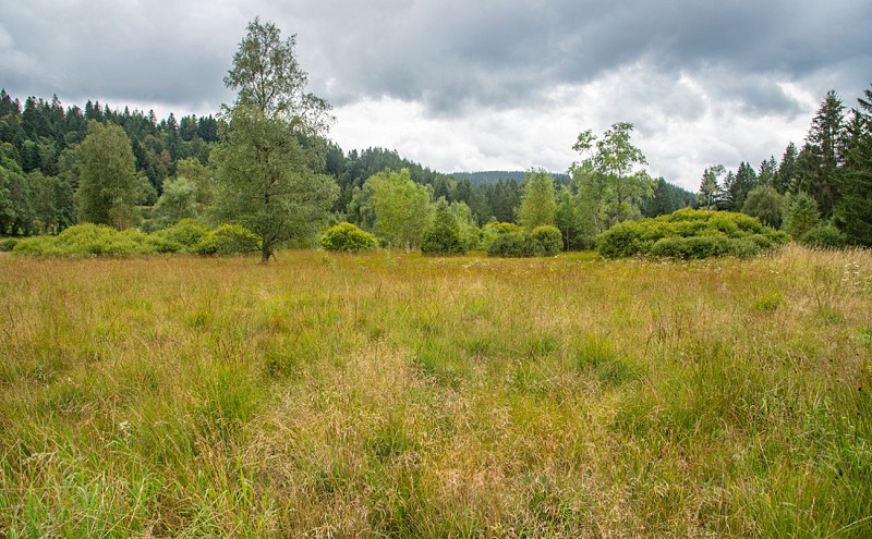 La tourbière du grand étang - veen