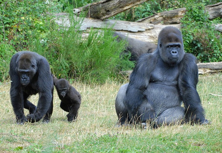 romagne-vallee-singes1