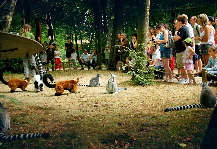 romagne-vallee-singes4