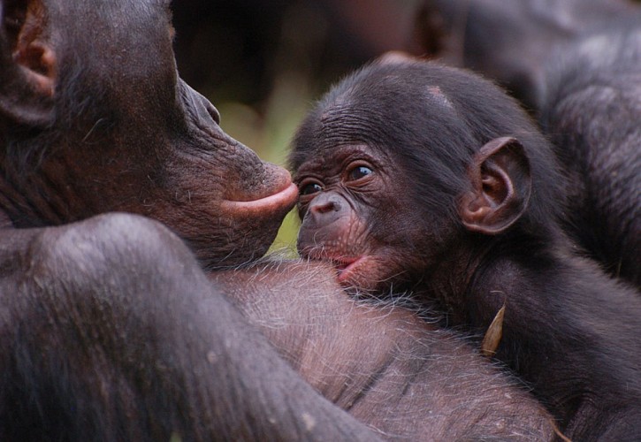 romagne-vallee-singes3