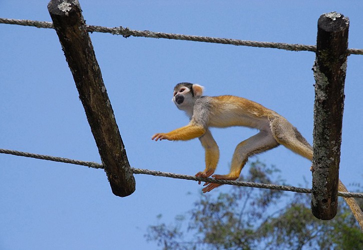 La Vallée des Singes