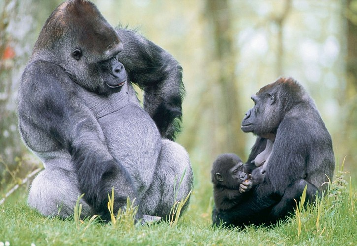 La Vallée des Singes à Romagne_6