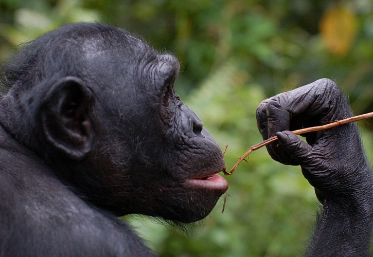 La Vallée des Singes à Romagne_7