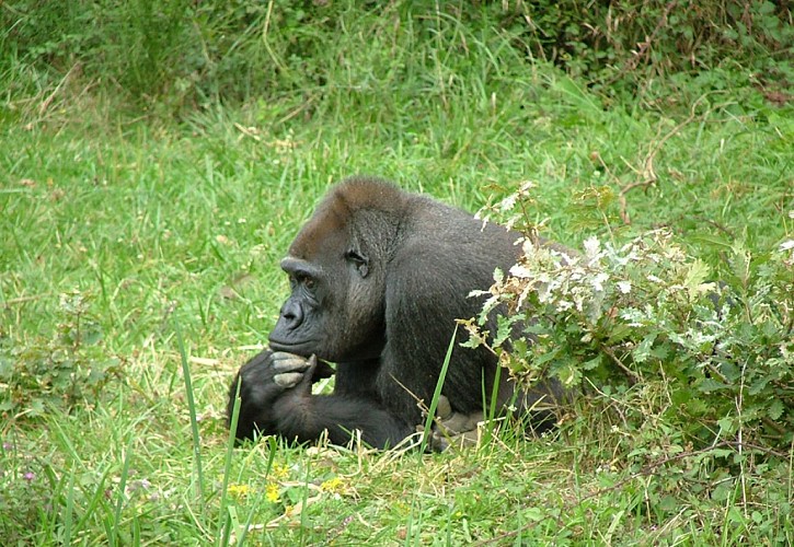 La Vallée des Singes à Romagne_9