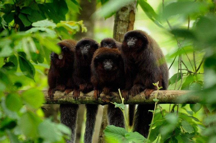 La Vallée des Singes à Romagne_10