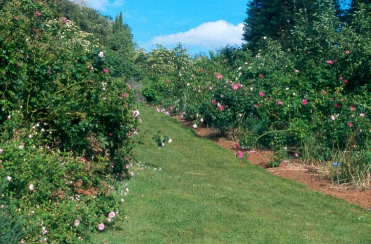 lesjardinsdecadiot roseraie REDIM