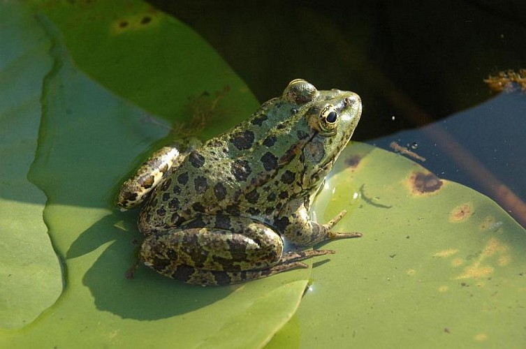 CRAPAUD