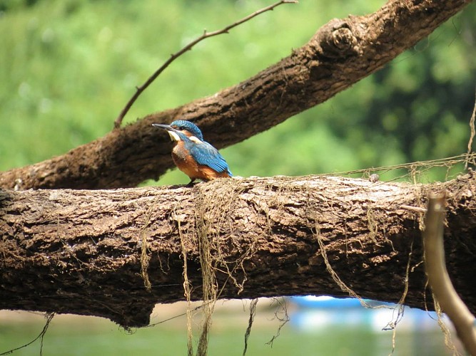 Canoës Loisirs Evasion 4